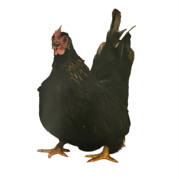 Cool Chickens Book NEW By Fern Collins - Picture 5 of 14